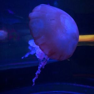 Meet your Posher, Mharia